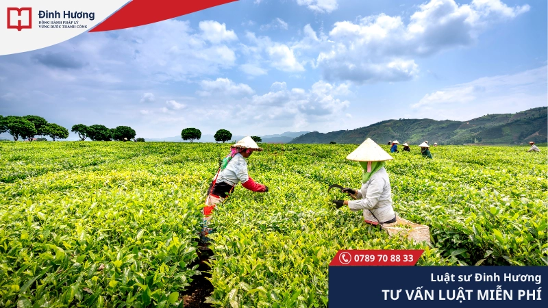 hộ cá nhân trực tiếp sản xuất nông nghiệp