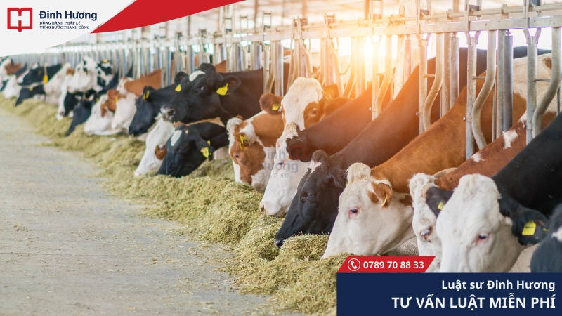Đất chăn nuôi tập trung dùng để xây dựng các trại gia súc
