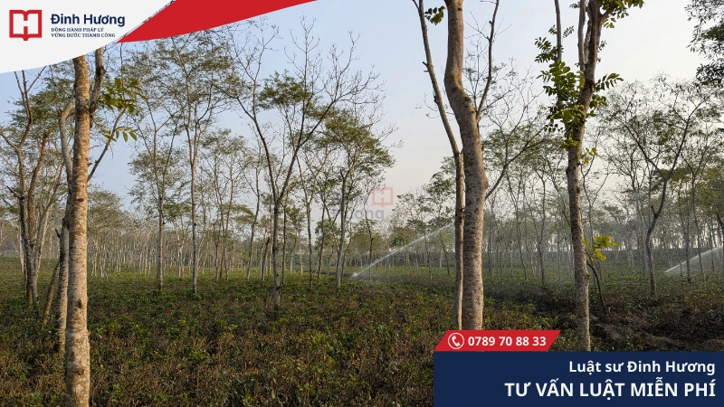 Đất lâm nghiệp là đất dùng để trồng rừng