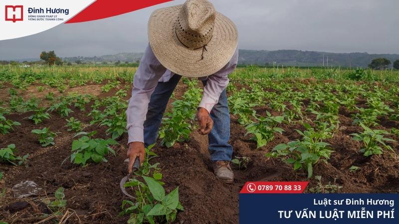 Cá nhân, hộ gia đình không trực tiếp sản xuất nông nghiệp không được mua đất nông nghiệp Cá nhân, hộ gia đình không trực tiếp sản xuất nông nghiệp không được mua đất nông nghiệp