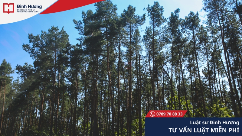 Đất lâm nghiệp mục đích chính là để phát triển, bảo vệ rừng Đất lâm nghiệp mục đích chính là để phát triển, bảo vệ rừng