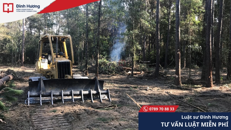 Đất rừng sản xuất phục vụ chủ yếu cho việc sản xuất gỗ và các sản phẩm phục vụ đời sống Đất rừng sản xuất