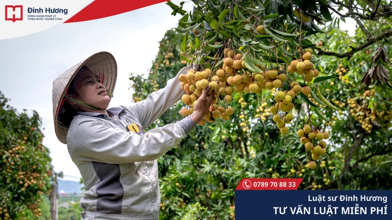 Chính sách đền bù cây trồng tùy thuộc vào loại cây và tình trạng của chúng